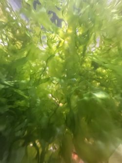 Subwassertang “Lomariopsis Lineata”
