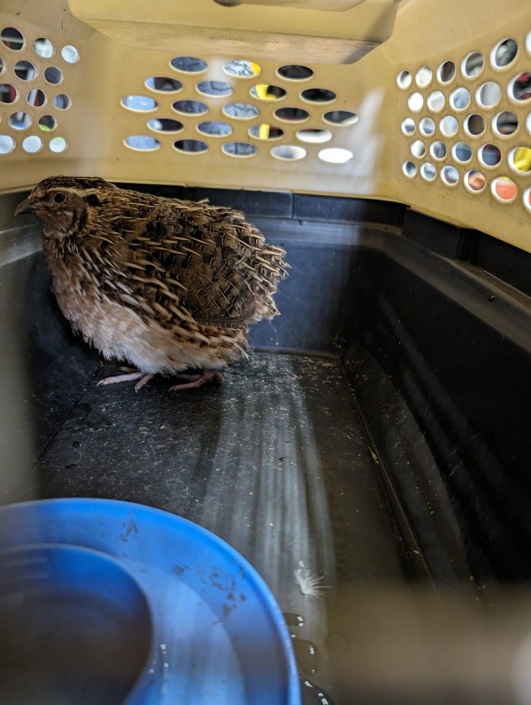 Quail Male