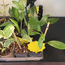 baby tropical plants 