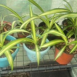 Small SPIDER PLANTS
