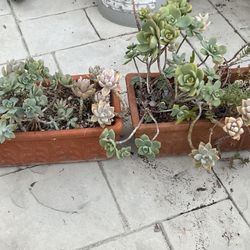 Different Kind Of Pots And Succulents 