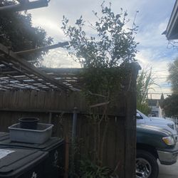 Lime Plant For Sale