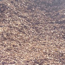 Pine Bark Large/mini