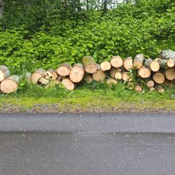 Free 20" Maple Tree Logs