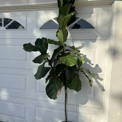 Fiddle Leaf Fig