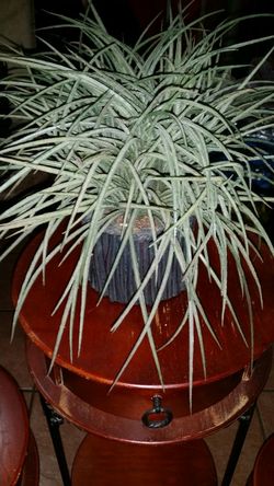 Artificial plant small