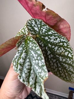 Begonia Snowcapped Variegated live plant