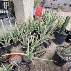 Aloe Vera Plants For Sale 