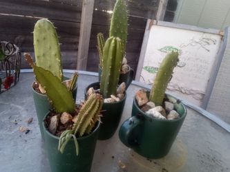 Cactus plants