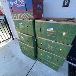 Yellow Squash And Cucumbers