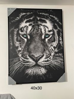 Lion canvas  40x30