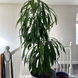 Dracaena Plant for Sale – Easy Care, Great for Indoors! 🌿
