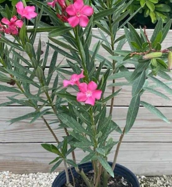 Oleander Plants