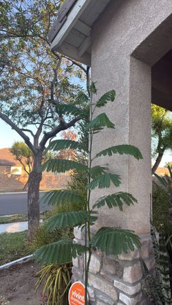 Tree |Parota🌲 tree|