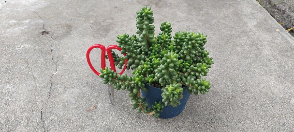 succulent plants