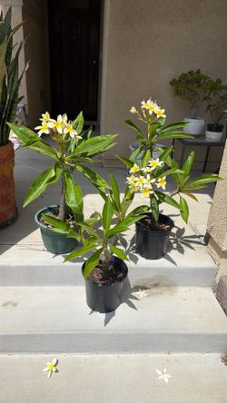 Plumeria tree (white/yellow flowers)