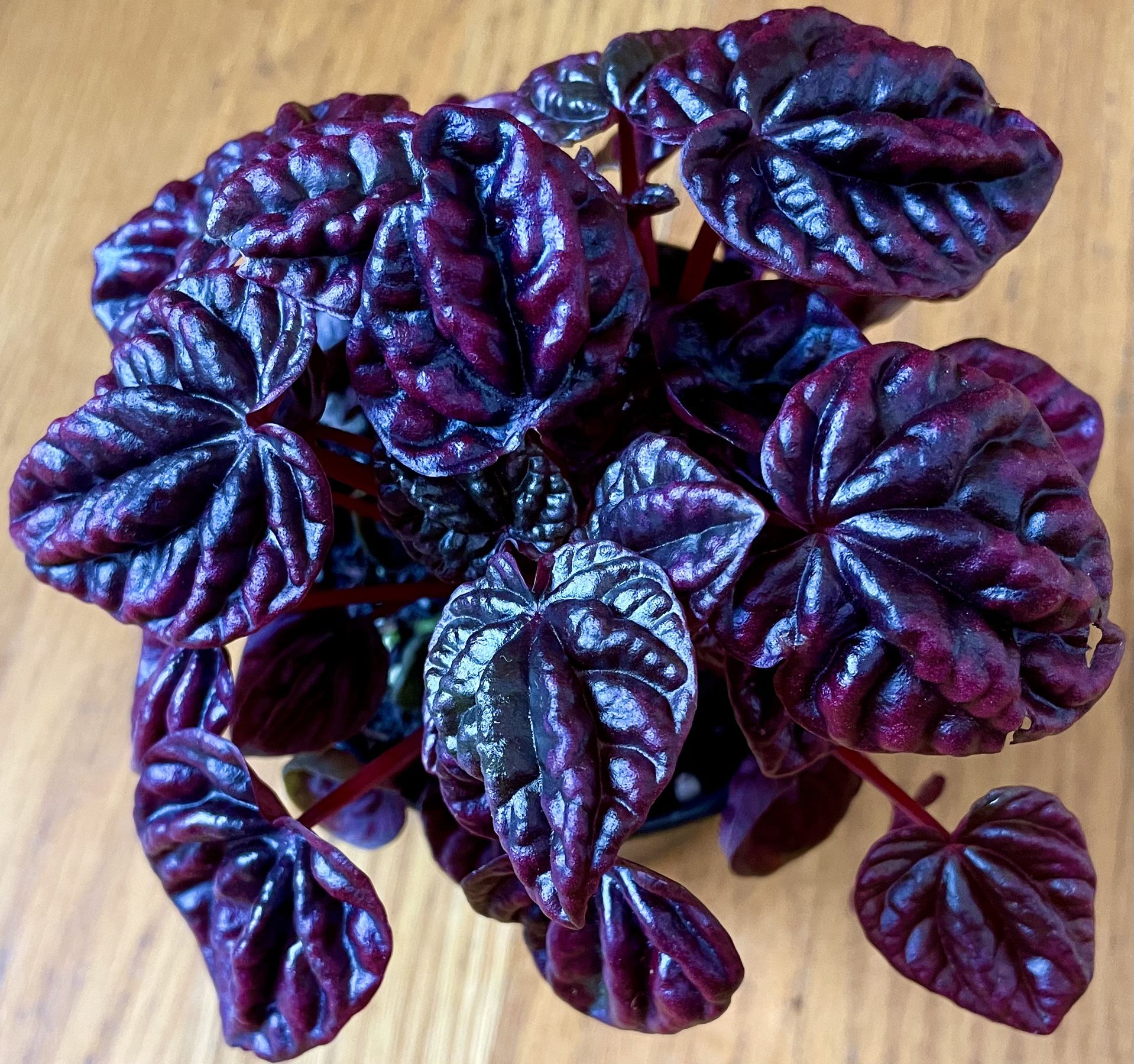 Non-Toxic Peperomia Schumi Red / Free Delivery Available