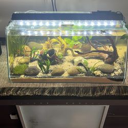 10 gallon long angled tank