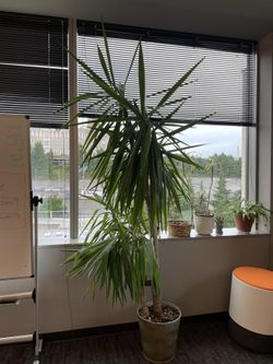 Yucca Plant Tree (Spineless Yucca) $60 cash only