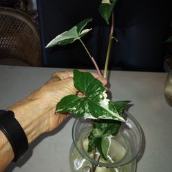 5 Leaf Syngonium Albo Rooted Vine #4 -$15 -Ship $3.50 Or Deltona,  Fl Pickup 