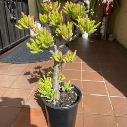 Tall Shrek Ear Succulent Plant