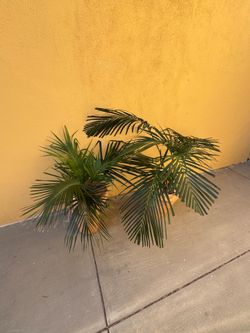 Kentia palms