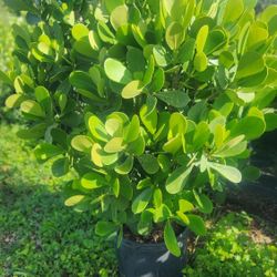 Beautiful Clusias Plants For Inmediate Privacy!!! 4 Feet Tall!!! Fertilized 