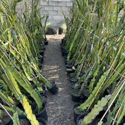 Dragon Fruit Plants (sweet Red And Magenta Flesh Fruit)