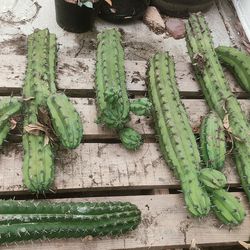 myrtillocactus cactus garambullo