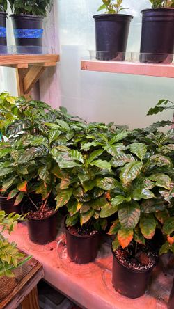 Coffee Arabica Plants 