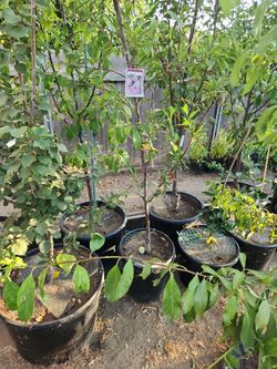 Golden Nectar Plum Tree
