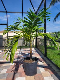 Palms , Palms, Palm Prices Start @ 19.99