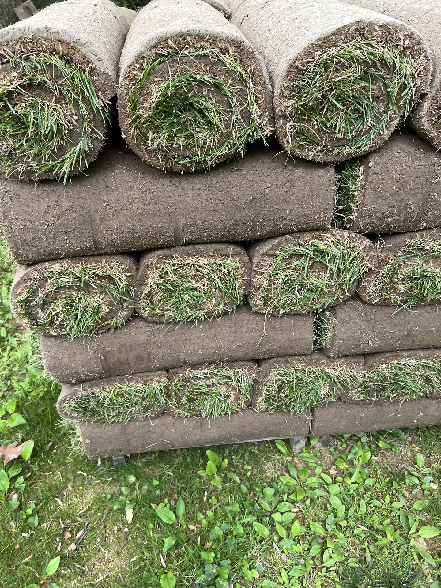 Tall Fescue