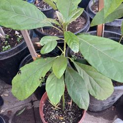 Hass Avocado Tree😃😃😃😃🌿🌿🥑🥑🥑