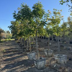 Chinese Pistache Tree