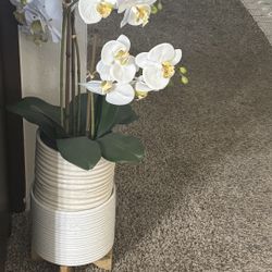 Orchids In A Double Pot 