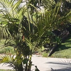 Palms For Sale