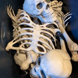 Halloween Skeleton Bones