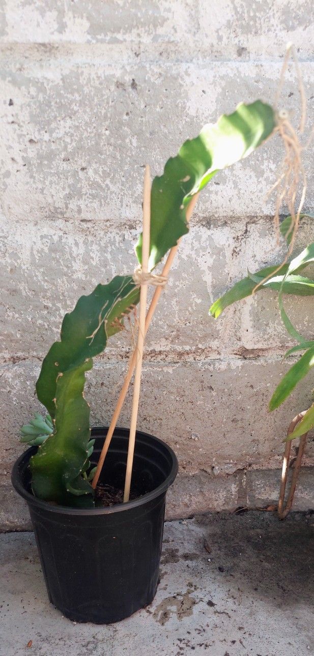 Red Dragon Fruit Plant- Rooted In 6in Pot