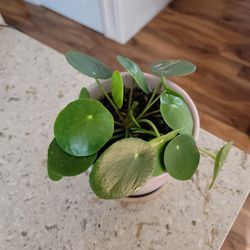 Pilea Peperomioides (Chinese Money Plant / Pancake Plant ceramic pot