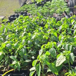 Marigolds And Heirloom Vegetable Plants 