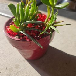 Beautiful Succulent In Terra Cotta Pot