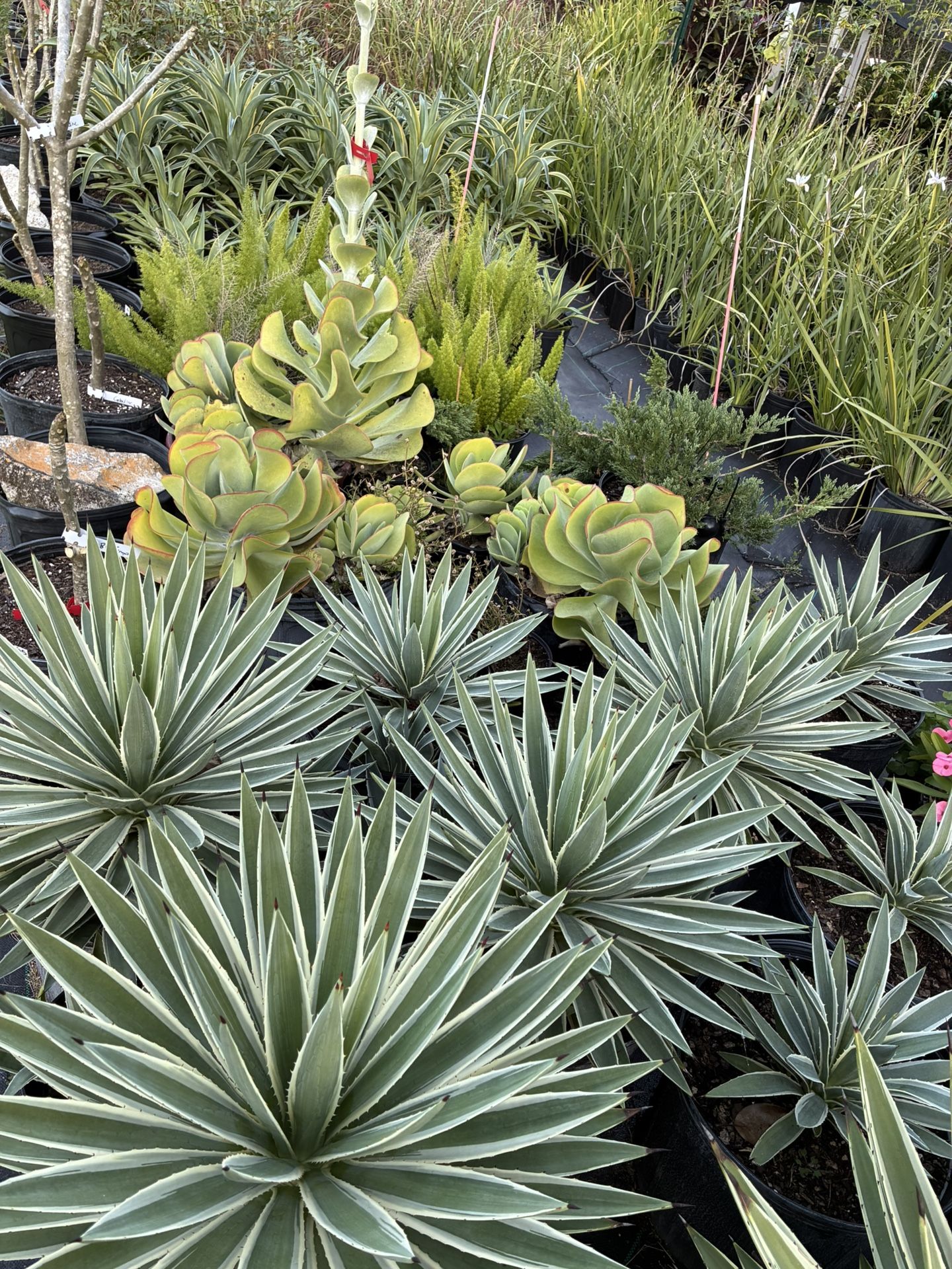 Plant Sale Until 5pm!