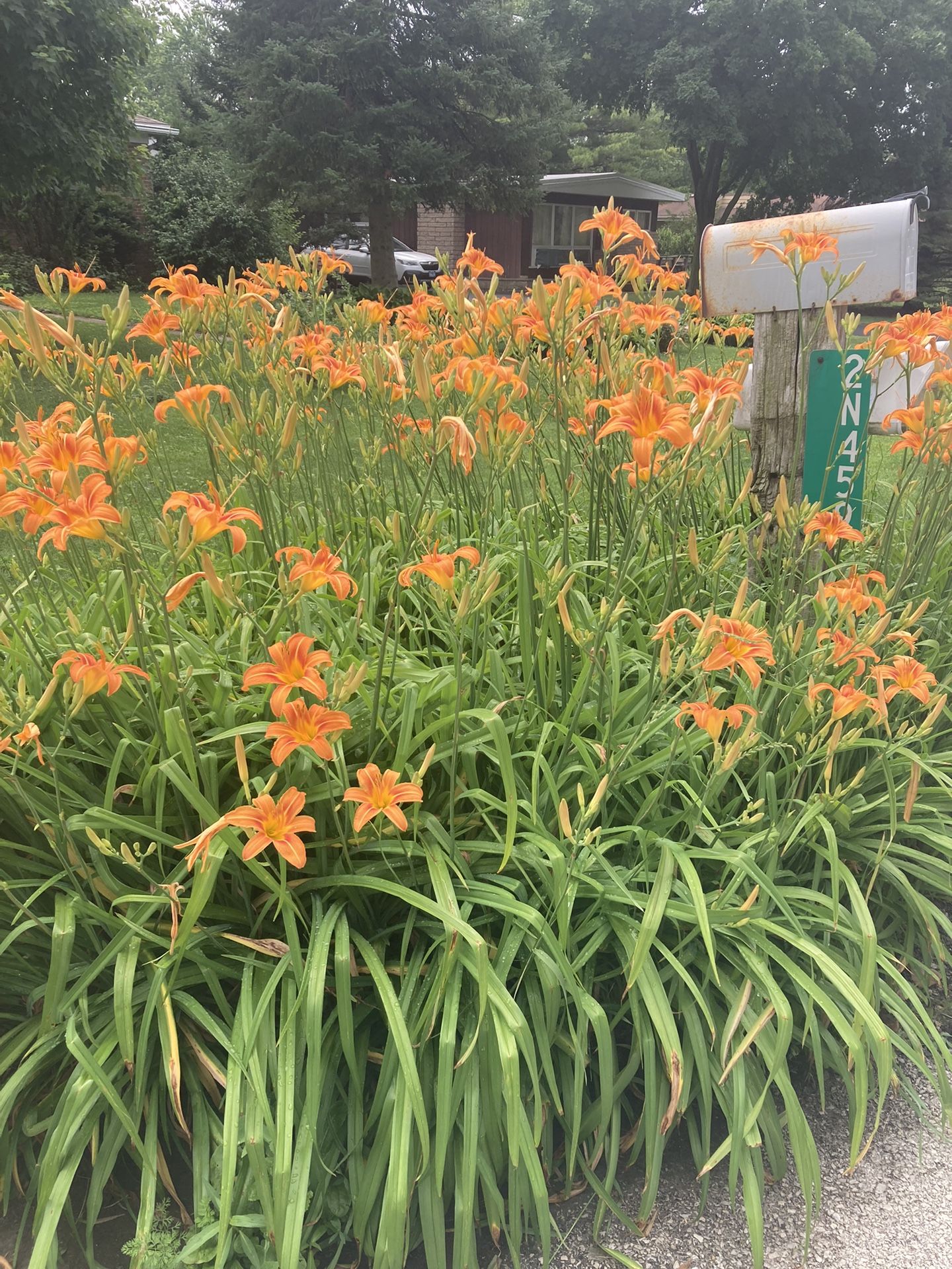 Tall Orange Daylilies