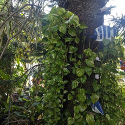 Hanging Pothos Plant With Very Long Vines To The Ground. Very Healthy, Best On Shade Or Indoor Near Window. $50 Each