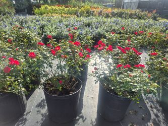ROSE'S 3GALLONS