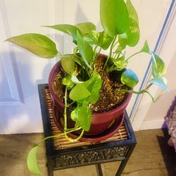 Multi Potho W/ Ceramic Pot