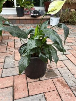 Indoor Plants