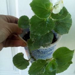Plants Begonia 