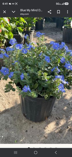 3 gallon plants